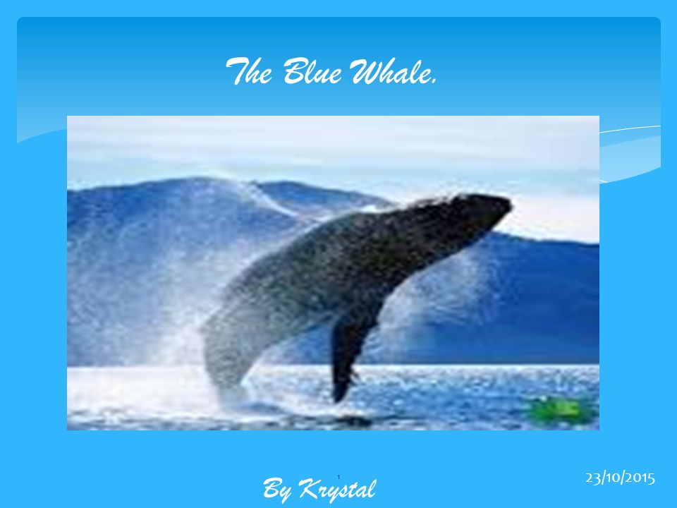 The Blue Whale. It is awesome already!!! By Krystal 24/04/ ppt download