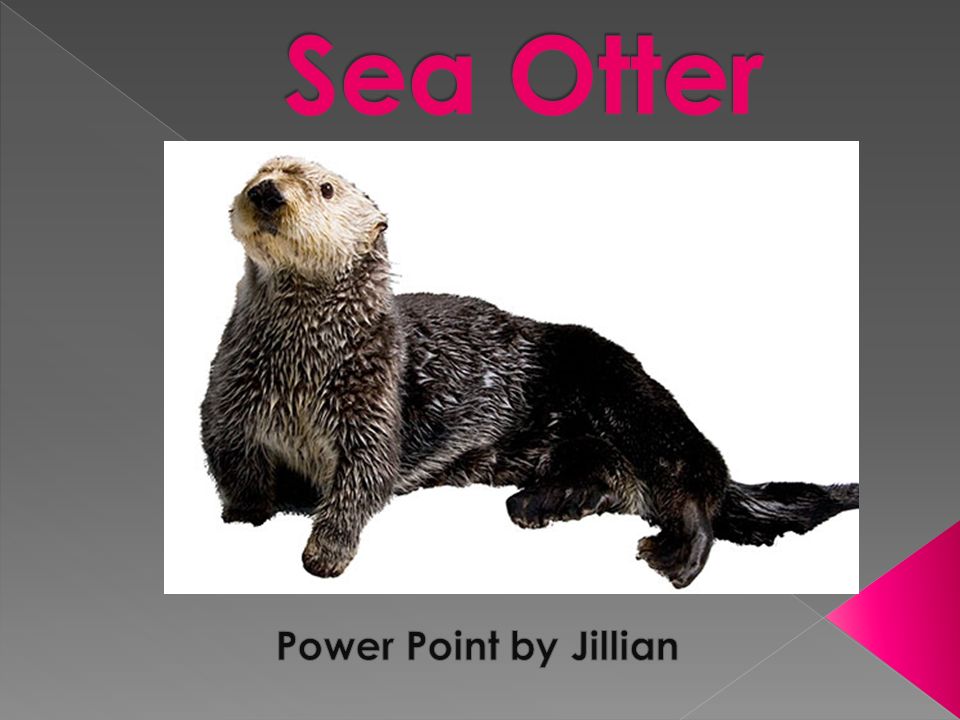 Name of animal is sea otter Scientific name enhydra lutris Sea Otters are  different colors They grow up to be 100 pounds Name of animal is sea otter  Scientific. - ppt download