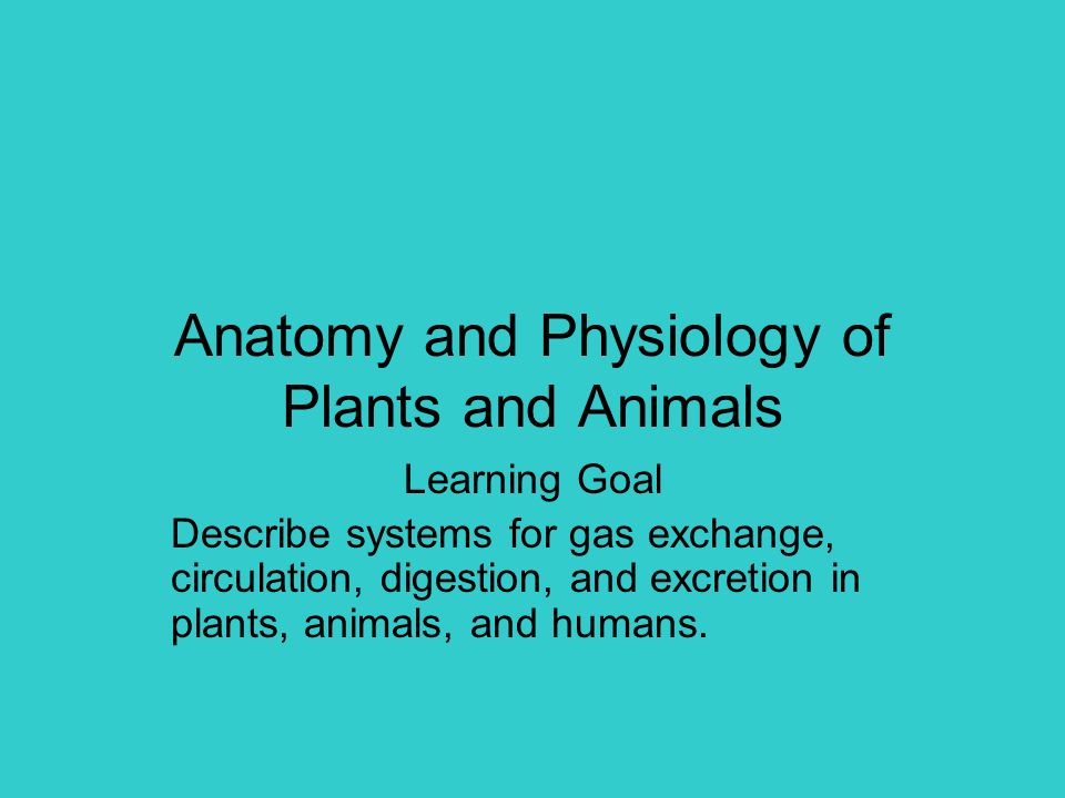 Anatomy and Physiology of Plants and Animals - ppt video online download