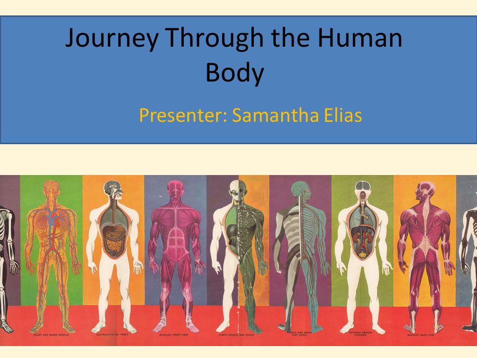 Journey through the human body