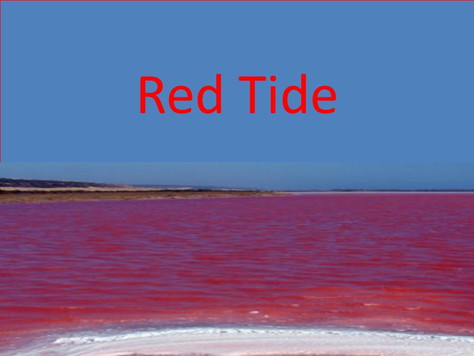 Red What is Red Tide? is caused by a "population explosion" of the dinoflagellate protist; often referred to as red algae. Conditions that. - ppt download