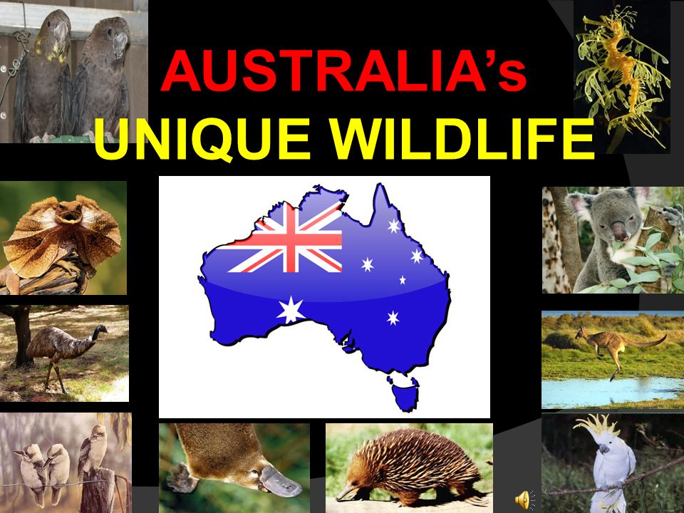 AUSTRALIA's UNIQUE WILDLIFE Why is Australia's wildlife so unique? Australia was once a part of a huge continent called Gondwana, but when this continent. - ppt download AUSTRALIA's UNIQUE WILDLIFE Why is Australia's wildlife so unique? Australia was once a part of a huge continent called Gondwana, but when this continent. - ppt download