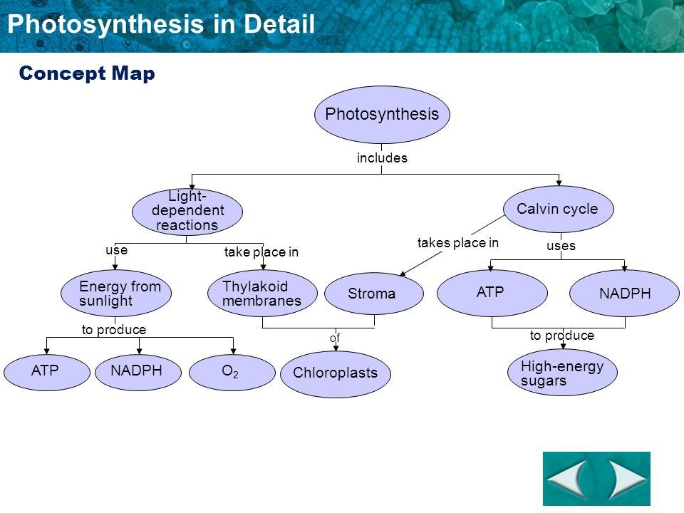 photosynthesis trapping energy concept map Photosynthesis In Detail A Look Into The Future It Is 100 Years In photosynthesis trapping energy concept map