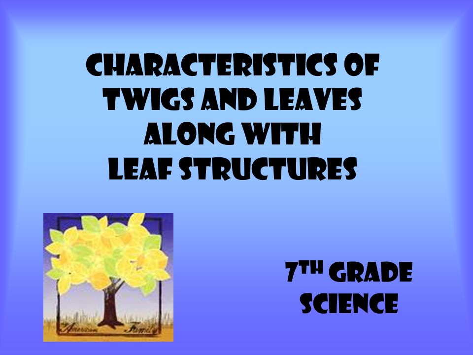 Characteristics of Twigs
