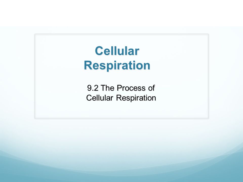 9 2 The Process Of Cellular Respiration Ppt Download