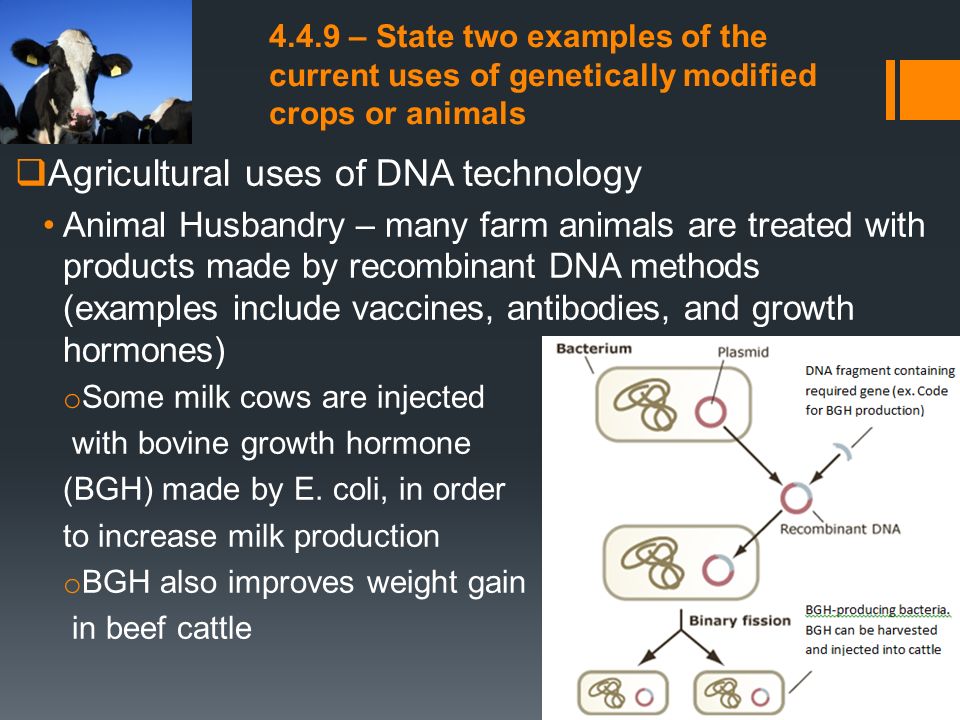 Agricultural uses of DNA technology - ppt video online download Agricultural uses of DNA technology - ppt video online download