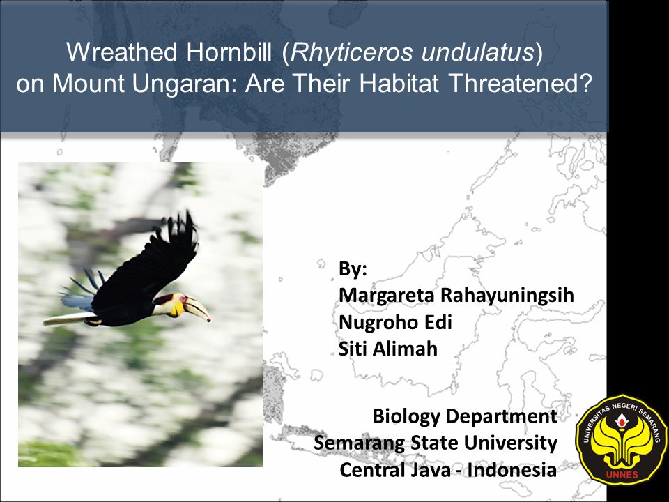 Wreathed Hornbill (Rhyticeros undulatus) on Mount Ungaran: Are Their  Habitat Threatened? Biology Department Semarang State University Central  Java - Indonesia. - ppt download