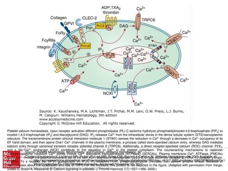 Platelet calcium homeostasis