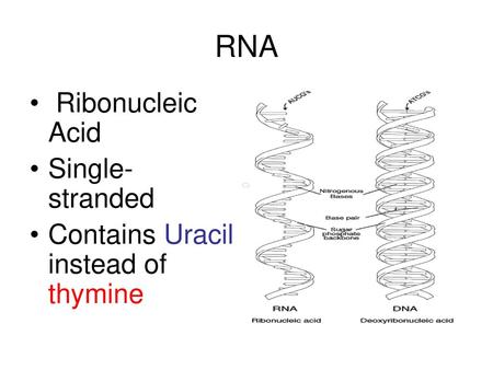 RNA Ribonucleic Acid Single-stranded