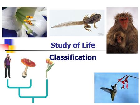 Study of Life Classification