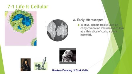 7-1 Life Is Cellular A. Early Microscopes