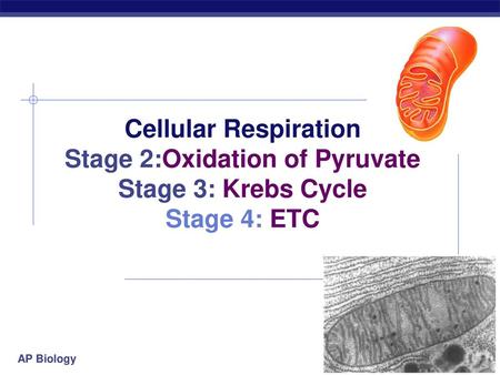 Cellular Respiration Stage 2:Oxidation of Pyruvate Stage 3: Krebs Cycle Stage 4: ETC 2006-2007.