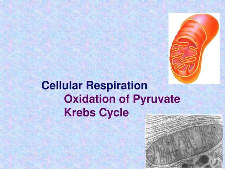 Cellular Respiration Oxidation of Pyruvate Krebs Cycle