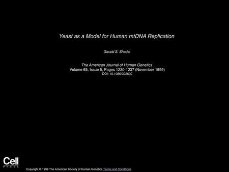 Yeast as a Model for Human mtDNA Replication