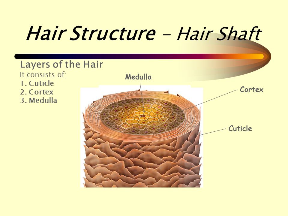 Hair Structure - Hair Shaft - ppt video online download