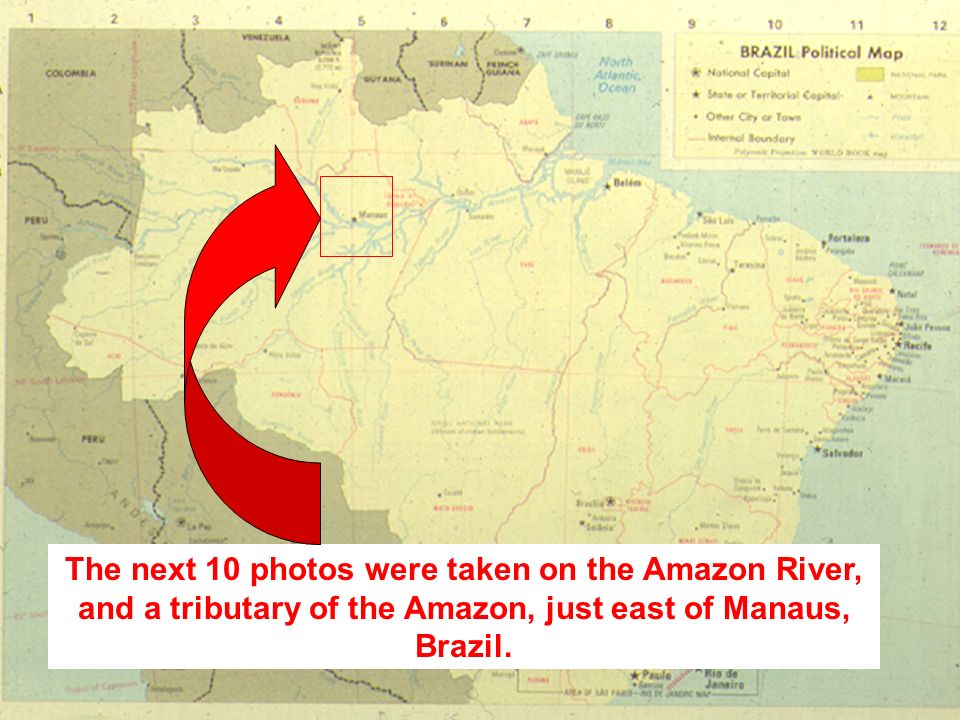 The Next 10 Photos Were Taken On The Amazon River And A Tributary Of The Amazon Just East Of Manaus Brazil Ppt Download The Next 10 Photos Were Taken On The Amazon River And A Tributary Of The Amazon Just East Of Manaus Brazil Ppt Download