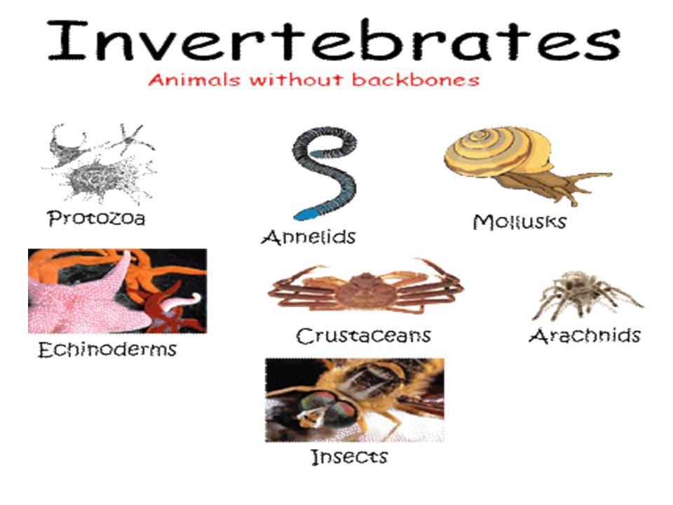 Each animal phylum has a unique body plan. - ppt video online download