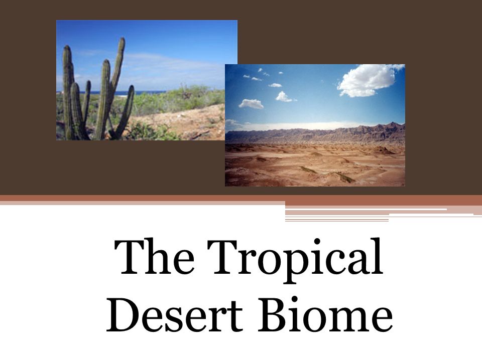 The Tropical Desert Biome. Characteristics of a Tropical Desert The tropical desert is an environment of extremes: very hot and very cold. The latitude. - ppt download The Tropical Desert Biome. Characteristics of a Tropical Desert The tropical desert is an environment of extremes: very hot and very cold. The latitude. - ppt download