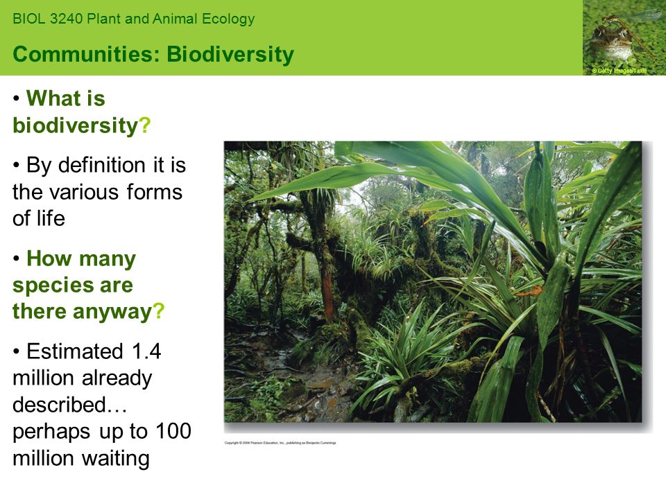 Getty Images/Taxis BIOL 3240 Plant and Animal Ecology Communities:  Biodiversity What is biodiversity? By definition it is the various forms of  life How. - ppt download