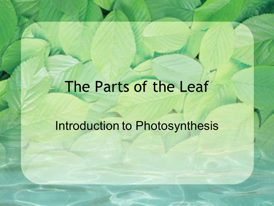The Parts of the Leaf Introduction to Photosynthesis. - ppt download