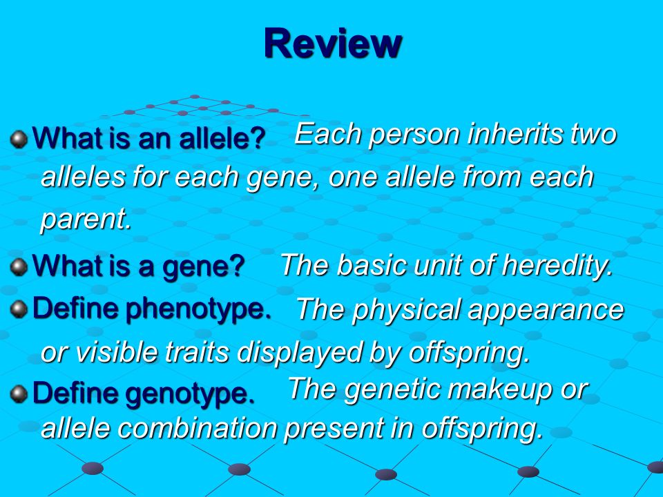 Review What is an allele? What is a gene? Define phenotype. Define  genotype. Each person inherits two Each person inherits two alleles for  each gene, one. - ppt download