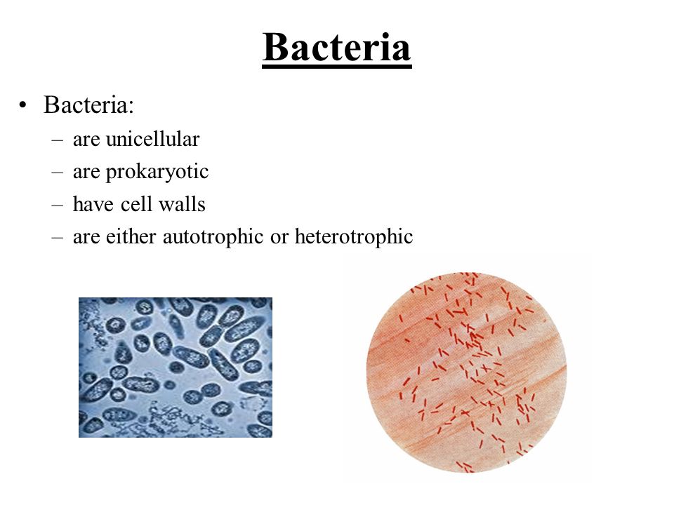 autotrophic bacteria