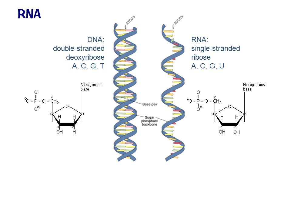 Rna Dna Double Stranded Deoxyribose A C G T Rna Single Stranded Ribose A C G U Ppt Download