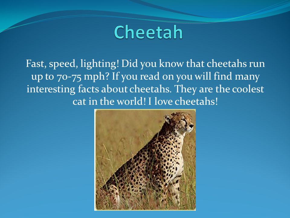 Fast, speed, lighting! Did you know that cheetahs run up to mph? If you  read on you will find many interesting facts about cheetahs. They are the.  - ppt download