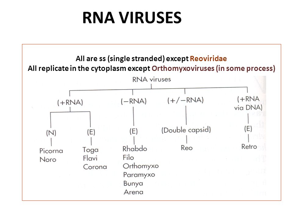 Rna Viruses All Are Ss Single Stranded Except Reoviridae All Replicate In The Cytoplasm Except Orthomyxoviruses In Some Process Ppt Download Rna Viruses All Are Ss Single Stranded Except Reoviridae All Replicate In The Cytoplasm Except Orthomyxoviruses In Some Process Ppt Download