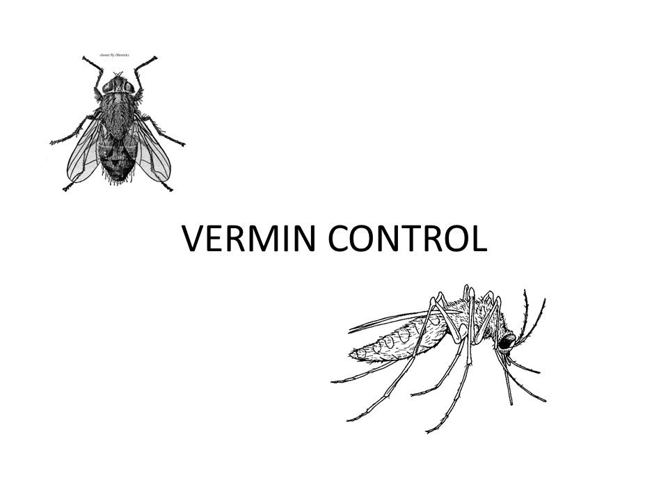 Vermins 2024