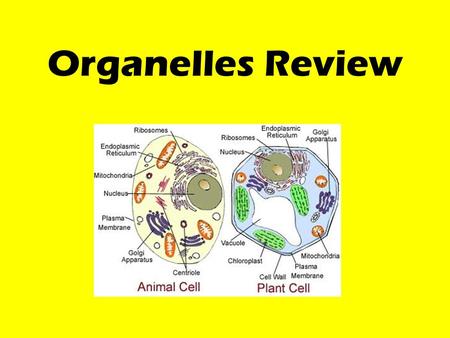 Organelles Review.