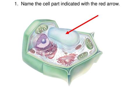 1.  Name the cell part indicated with the red arrow.