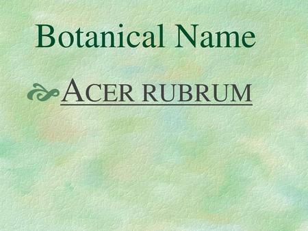 Botanical Name ACER RUBRUM.