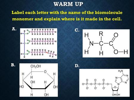 Warm Up Label each letter with the name of the biomolecule monomer and explain where is it made in the cell. A. C. B. D.