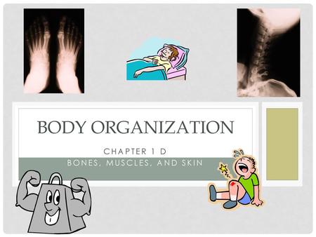 Chapter 1 D Bones, muscles, and skin