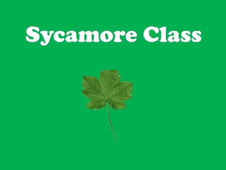Sycamore Class.