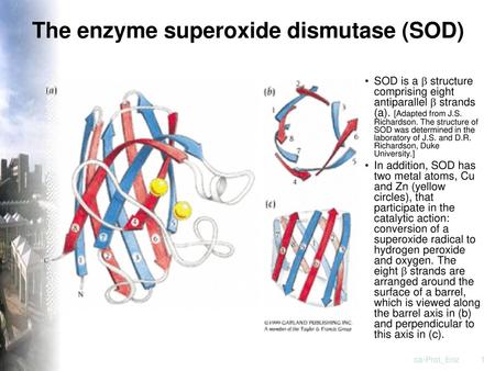 The enzyme superoxide dismutase (SOD)