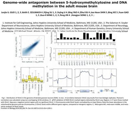 Genome Wide Antagonism Between 5 Hydroxymethylcytosine And Dna Methylation In The Adult Mouse Brain Junjie U Guo 1 2 3 Keith E Szulwach 4 Yijing Ppt Download