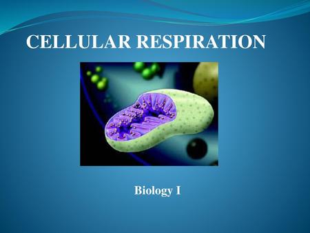    CELLULAR RESPIRATION  Biology I.