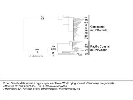 Fig. 1. —Midpoint-rooted Bayesian phylogram of the 128 unique control region mitochondrial DNA (mtDNA) haplotypes of Glaucomys sabrinus analyzed in this.