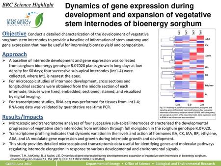BRC Science Highlight Dynamics of gene expression during development and expansion of vegetative stem internodes of bioenergy sorghum Objective Conduct.