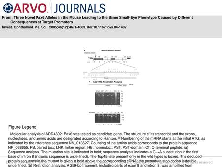From: Three Novel Pax6 Alleles in the Mouse Leading to the Same Small-Eye Phenotype Caused by Different Consequences at Target Promoters Invest. Ophthalmol.