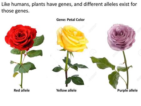 Like humans, plants have genes, and different alleles exist for those genes. Gene: Petal Color Red allele Yellow allele Purple allele.