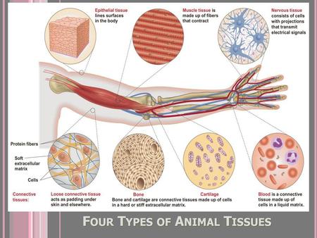 Four Types of Animal Tissues - ppt download