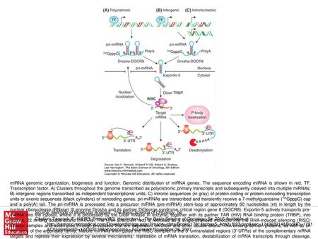 miRNA genomic organization, biogenesis and function