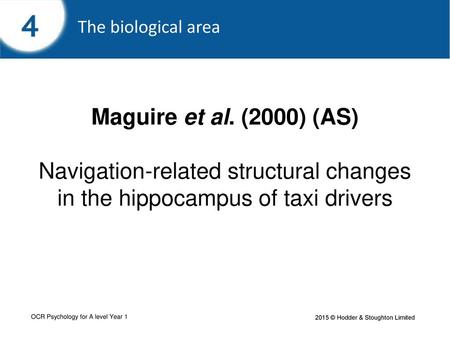 Background This study focuses on the role of the hippocampus.