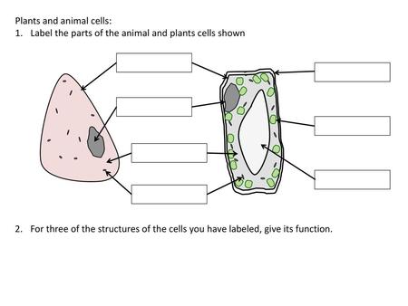 Plants and animal cells: