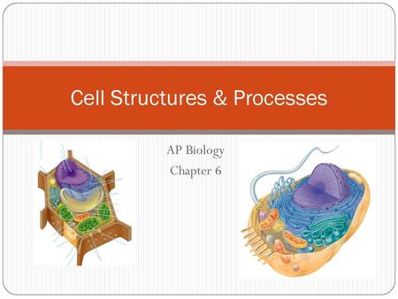 Cell Structures & Processes