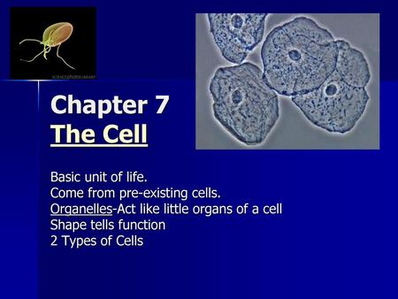 Chapter 7 The Cell Basic unit of life. Come from pre-existing cells.
