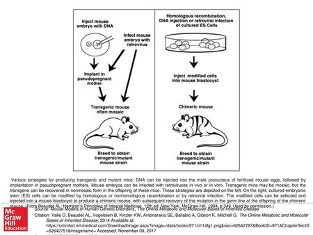Various strategies for producing transgenic and mutant mice